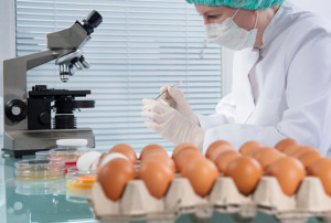 Uova contaminate da Fipronil riscontrate dal servizio veterinario dell'Asp di Lamezia Terme