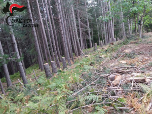 Abbatte illegalmente 62 alberi, denunciato un pensionato di Mesoraca (1)