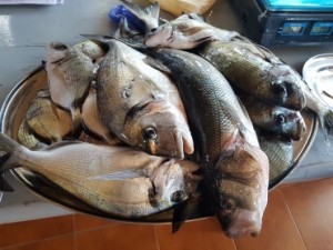Si è svolto a Isola di Capo Rizzuto il Trofeo di pesca in apnea “Isola Ambiente Apnea”2
