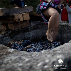 “La Festa della Vendemmia” tra profumi di uve e filari di viti della Cantina Librandi di Cirò Marina (11)