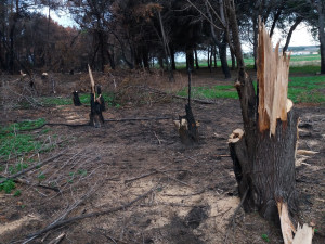 Tre uomini sorpresi a tagliare alberi nella pineta di Suvereto a Isola Capo Rizzuto, Arrestati (1)