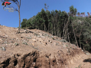 Mesoraca Abbatte alberi e ruba legna, beccato dai Carabinieri Forestali (1)