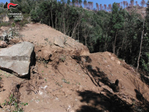Mesoraca Abbatte alberi e ruba legna, beccato dai Carabinieri Forestali (2)