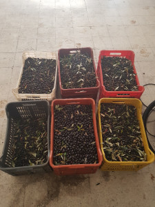 Rubano 2 quintali di olive da un fondo agricolo, arrestati 2 persone dai Carabinieri