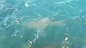 Avvistato un grosso Squalo famelico che caccia a pochi metri dalla riva di Cerano nel brindisino