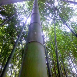 Canne di bambù, bamboo diametri dai 2 ai 10 cm vendesi.