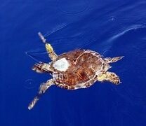 I° Corso di soccorso e recupero tartarughe marine