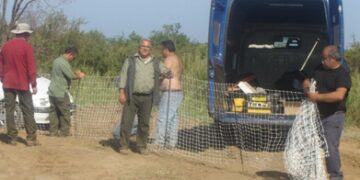 Ripopolamento lepri, recinti mobili a Cirò Marina e Cirò, a breve anche a Strongoli