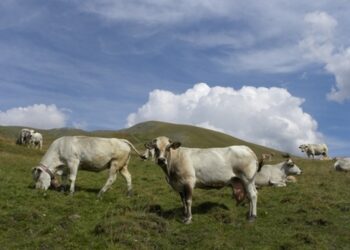 Definire con urgenza l’assegnazione dei pascoli agli allevatori