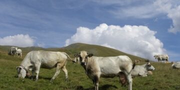 Definire con urgenza l’assegnazione dei pascoli agli allevatori