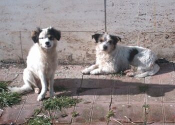 Protezione animali, per l’Enpa il comune di Isola di disinteressa del randagismo