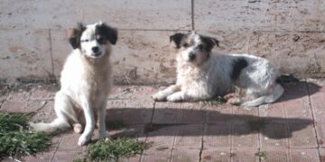 Protezione animali, per l’Enpa il comune di Isola di disinteressa del randagismo