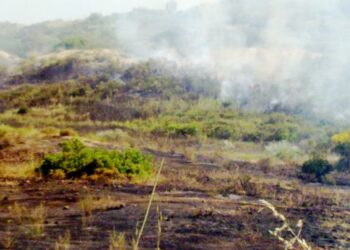 Brucia l’area Sic della Ginestra Bianca, unica oasi presente in Italia