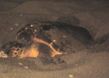 Caretta caretta depone le uova su lido cariatese