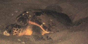 Caretta caretta depone le uova su lido cariatese