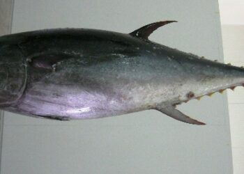 Sequestrati oltre 990 chili di tonno rosso a Corigliano