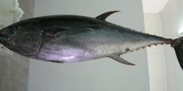 Sequestrati oltre 990 chili di tonno rosso a Corigliano