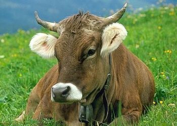 Vaccinazione contro Brucellosi Bovina: tutti d’accordo a non permetterla