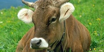 Vaccinazione contro Brucellosi Bovina: tutti d’accordo a non permetterla