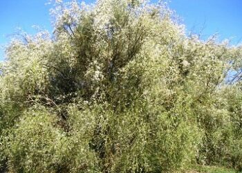 Brucia l’area Sic della Ginestra Bianca, unica oasi presente in Italia