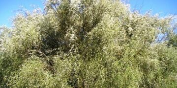 Brucia l’area Sic della Ginestra Bianca, unica oasi presente in Italia