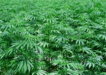 Sequestrate 20.000 piante di canapa indiana a Papanice