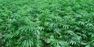 Sequestrate 20.000 piante di canapa indiana a Papanice