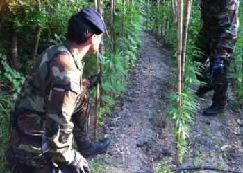 Coltivava piante di “Marijuana” in mezzo al bosco arrestato rocchitano