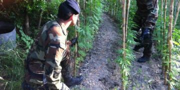 Coltivava piante di “Marijuana” in mezzo al bosco arrestato rocchitano
