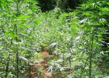 Altro sequestro a Papanice, una piantagione di marijuana