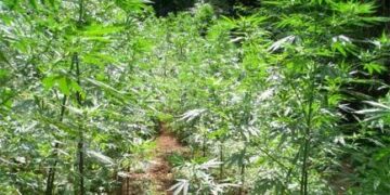 Altro sequestro a Papanice, una piantagione di marijuana