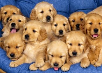 Animali: in Italia 6 milioni cani di proprieta’ e 500 mila randagi