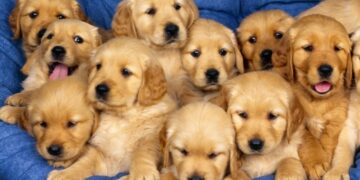 Animali: in Italia 6 milioni cani di proprieta’ e 500 mila randagi