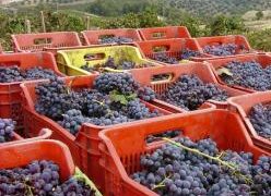 Uve invendute, Lorecchio risponde alle critiche dell’associazione 360