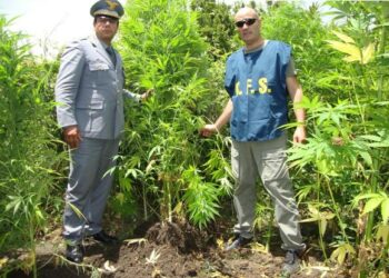 Arrestato un uomo scoperto a coltivare marijuana a Isola