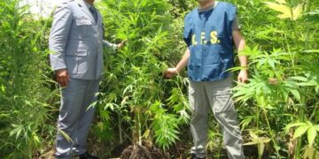 Arrestato un uomo scoperto a coltivare marijuana a Isola
