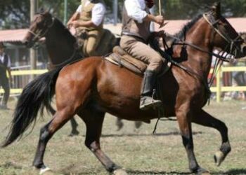 “Cavalli in giro per la città”