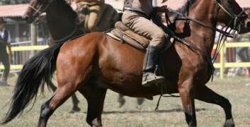 “Cavalli in giro per la città”