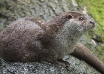 Avvistata la lontra nel Parco Nazionale della Sila