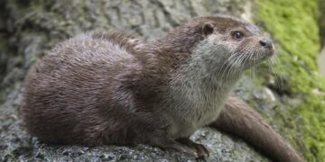 Avvistata la lontra nel Parco Nazionale della Sila