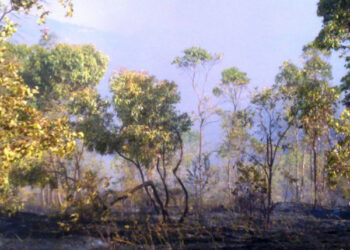 Fiamme divorano la macchia mediterranea cirotana