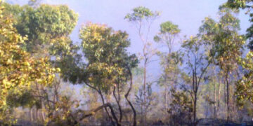 Fiamme divorano la macchia mediterranea cirotana