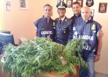 Sequestrata piantagione di canapa indiana