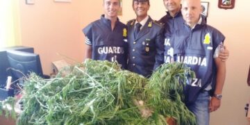 Sequestrata piantagione di canapa indiana