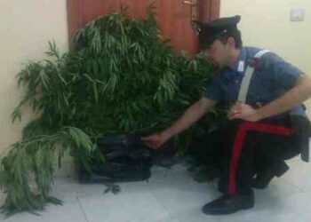 Coltivavano piante di cannabis indica, infermiere e genero arrestati