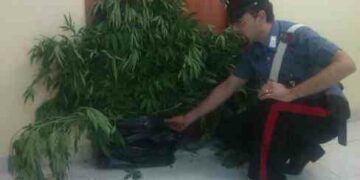 Coltivavano piante di cannabis indica, infermiere e genero arrestati