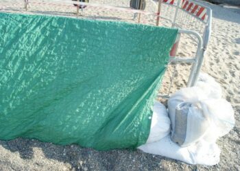 Caretta caretta, nido messo in sicurezza