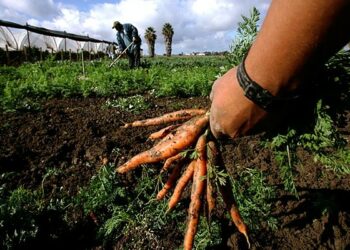 La riforma di Arssa e Afor deve essere portata a termine