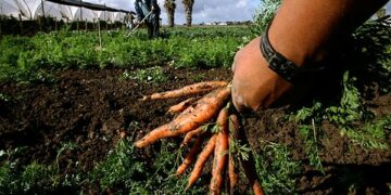 La riforma di Arssa e Afor deve essere portata a termine