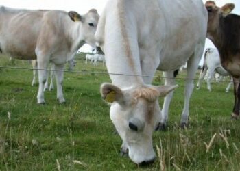 La lista allevatori promossa da Coldiretti vince a Catanzaro